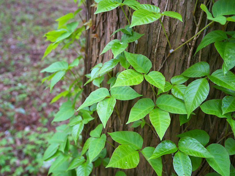 News Picture: 4 Ways to Protect Yourself Against Poison Ivy, Oak and Sumac