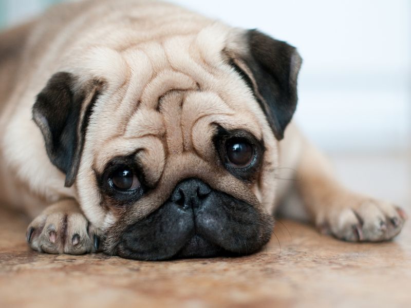 Did 'Puppy Dog Eyes' Evolve to Please Humans?