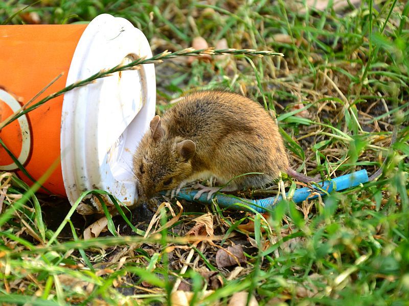 News Picture: Neighborhood Rats as Depressing as Crime, Study Finds
