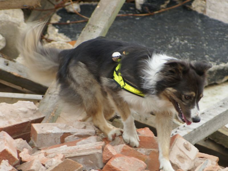 Search and Rescue Dogs Fared Well After Working at 9/11 Sites