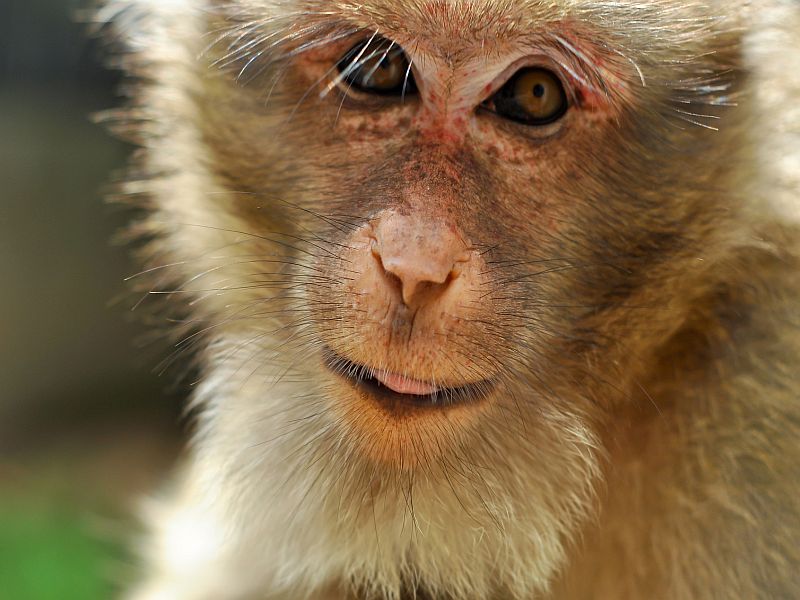 News Picture: Work With Monkeys May Benefit HIV Babies