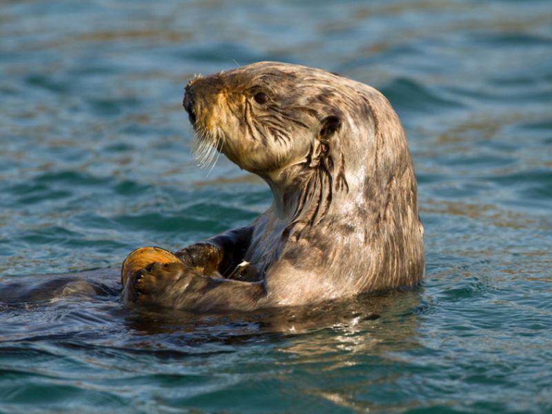 'Microplastics'  in Dolphins, Seals Heighten Environmental Concerns