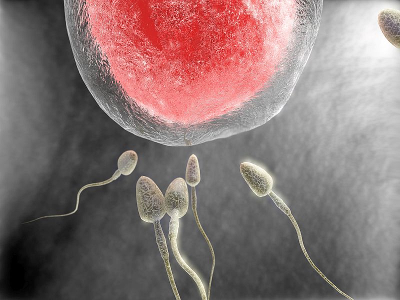 A Woman's Egg May Prefer One Man's Sperm Over Another's: Study