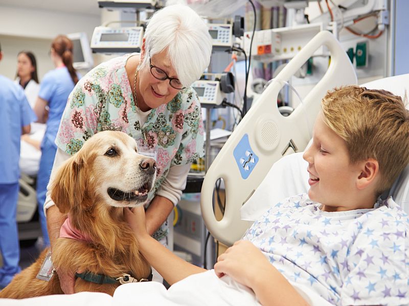 News Picture: Therapy Dogs Can Spread MRSA, But Antibacterials Help Prevent the Danger