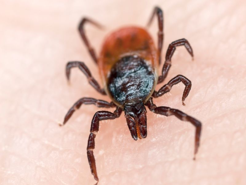 Despite Threat of Lyme Disease, Tick Control Lags Across U.S.