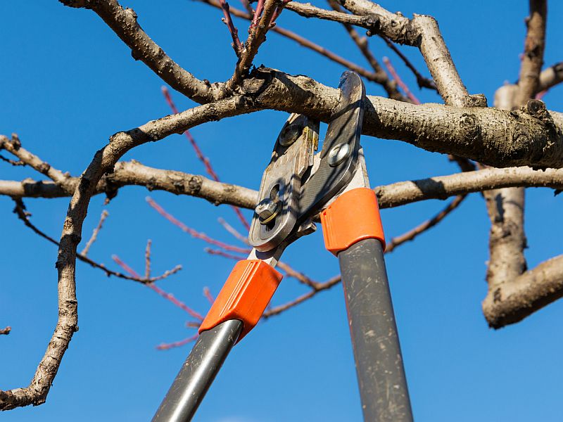 News Picture: 11 Ways to Stay Safe When Doing Risky Tree Work