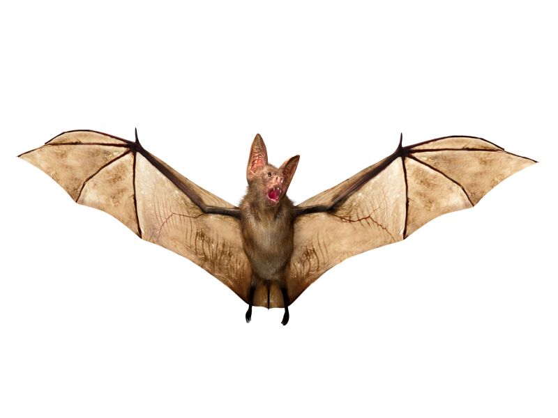 Beware the Vampire Bat, and Not for the Reason You Think