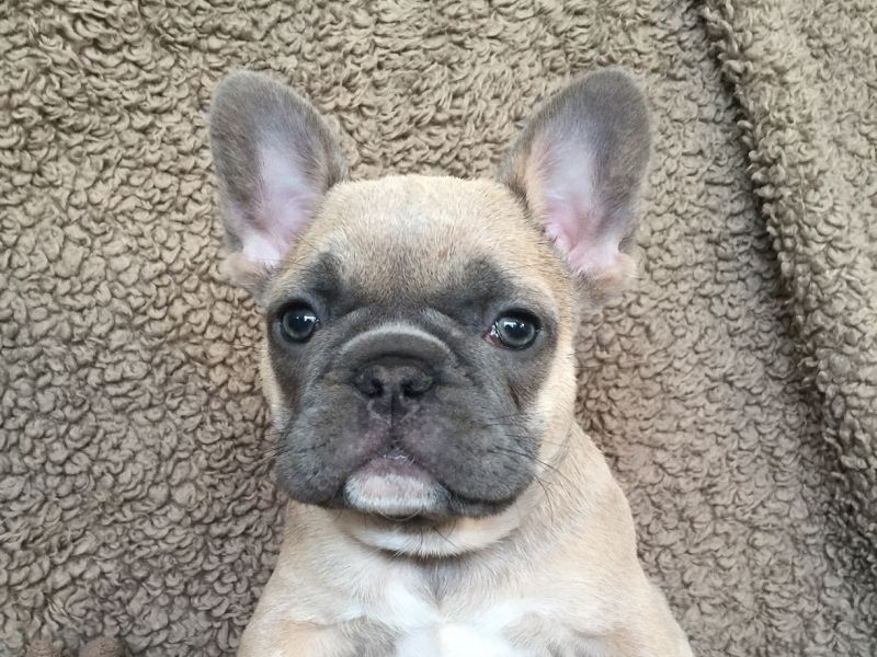 French Bulldogs: Cute, But Health Issues Abound