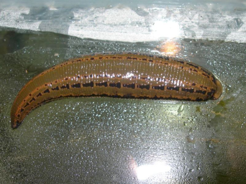 Researchers Latch Onto the Leech's Genome
